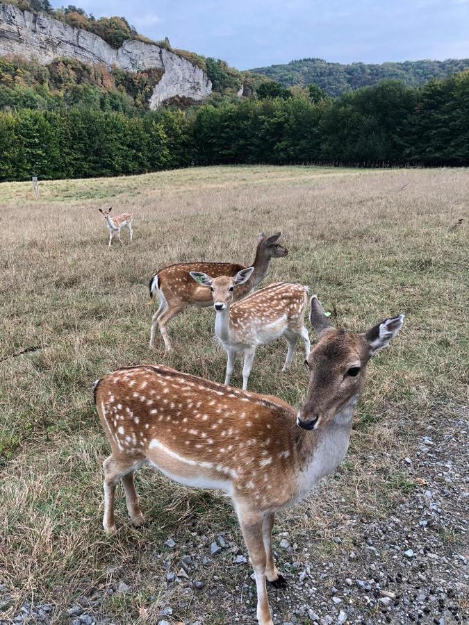 Le Val Des Cerfs - Het Hertendal Hastiere-par-dela Exterior photo