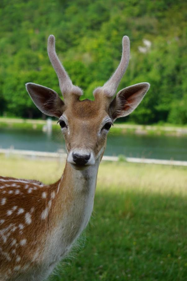 Le Val Des Cerfs - Het Hertendal Hastiere-par-dela Exterior photo