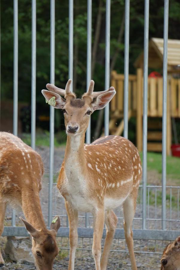 Le Val Des Cerfs - Het Hertendal Hastiere-par-dela Exterior photo